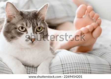 Beautiful gray cat lies at feet of hostess on bed. Care and grooming of pet. Cozy atmosphere. Lifestyle Photography..