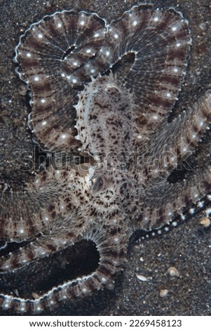A Mimic octopus, Thaumoctopus mimicus, crawls across the black sand seafloor of Lembeh Strait, Indonesia. This unusual cephalopod species can impersonate a variety of other marine animals. Royalty-Free Stock Photo #2269458123