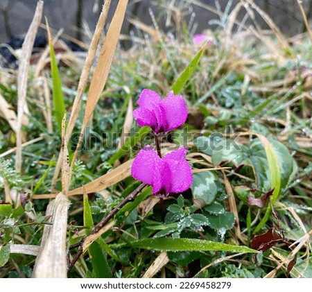Cyclamen pseudibericum, Iberian cyclamen, is a species of flowering plant in the genus Cyclamen of the family Primulaceae, native to the Amanus or Nur and Anti-Taurus Mountains in southern Turkey.