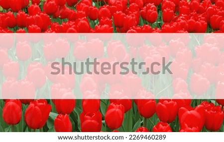 Red tulips blurred image with semi transparent horizontal blank text frame. Natural flowers banner with copy space. Greeting card for spring holidays: Valentine's Day, Women's Day, Mother's Day