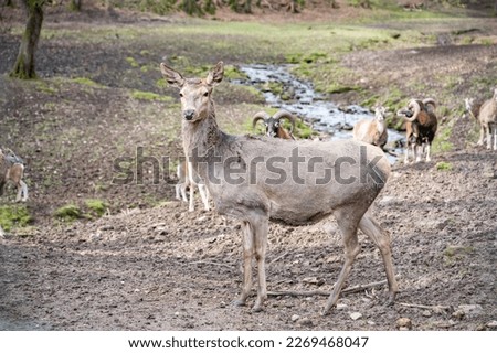 Doe, Female Deer Cow standing in front of a group of goats and billy goats, looking at camera, river in the background, Wildlife Park Brudergrund, Erbach, Germany