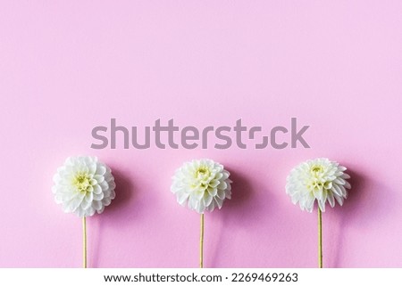 White dahlia flower on a pink background. Happy Valentine's Day, Mother's Day and birthday greeting card. Hello spring