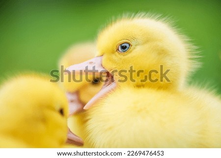 Small newborn ducklings uacking, on green grass. funny emotions of animals.