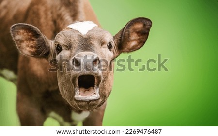 Funny portrait of a mooing cow, surprise animal emotions Royalty-Free Stock Photo #2269476487