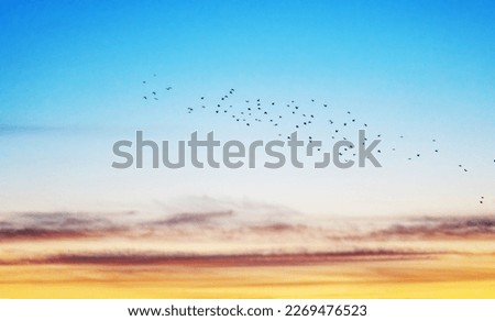 Silhouette of birds flying at amazing sunset sky bsckground.