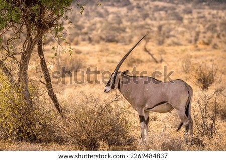 Beisa Oryx ( oryx beisa), adult in Savannah, Samburu National Reserve, Kenya. Royalty-Free Stock Photo #2269484837