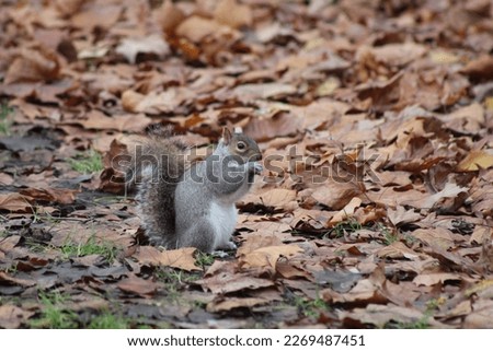 Grey squirrels in London Park with autumn leaves in the background