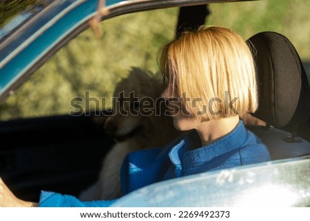 Road trip with a dog. A woman is driving a car and a large dog, a royal poodle, is in the passenger seat.