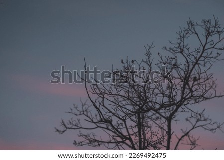 
tree branches at purple sunset
