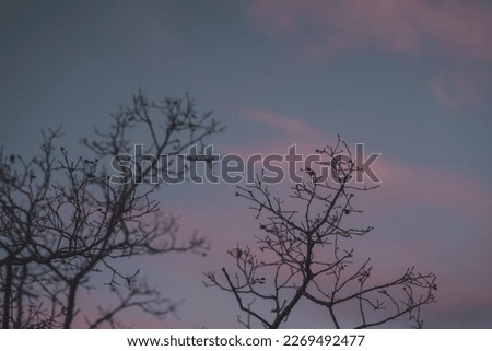 
tree branches at purple sunset