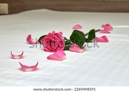 Disheveled rose is lying on a snow-white bed. A symbol of a quarrel between people. Magical mood and mysterious rose Royalty-Free Stock Photo #2269498591
