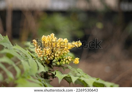 Flowering beale's barberry or chinese hollygrape plant with yellow flower bunches and green leaves in a garden public park near the Eiffel Tower in Paris, France