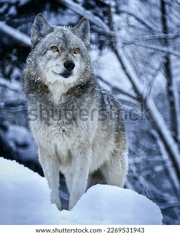 A magnificent gray gray wolf in a snowfall stands with proud confidence against a slightly blurred background of a winter forest