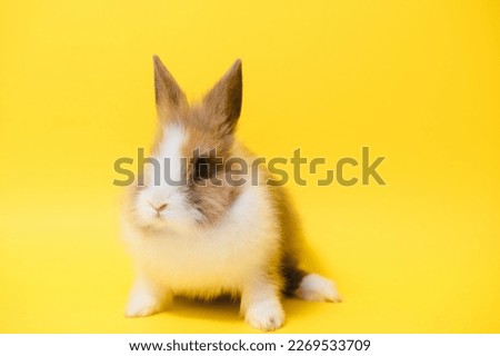 Cute bunny on yellow background. Easter symbol.
