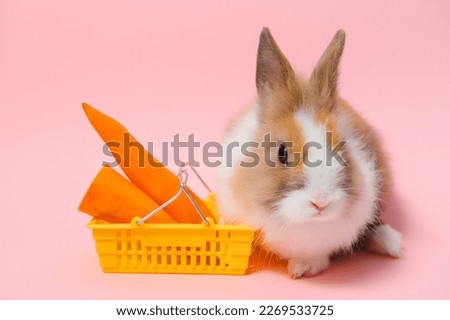 Brown cute baby rabbit standing and hold the shopping cart with baby carrots. Lovely action of young rabbit as shopping