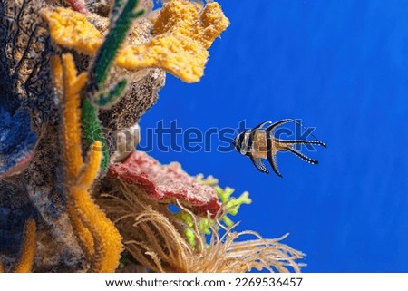 Underwater shot of Pterapogon kauderni fish close up