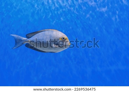 Underwater shot of fish Acanthurus mata close-up