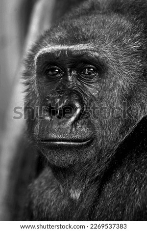 Portrait of gorilla looking at the camera in black and white in Budapest zoo Royalty-Free Stock Photo #2269537383