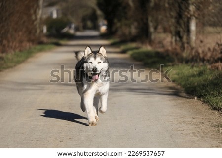 alaskan malamute dog run in park Royalty-Free Stock Photo #2269537657