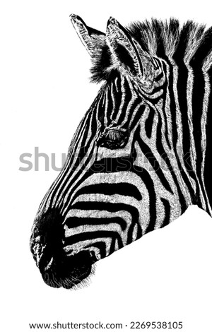Close-up of a zebra's head in black and white pixels only against white background