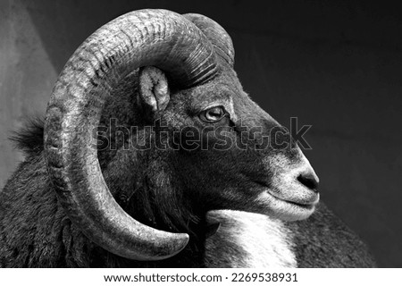 Head of mouflon from the side in black and white Royalty-Free Stock Photo #2269538931