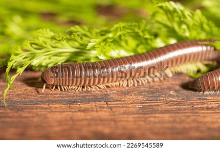 Cylindrical millipede, a beautiful specimen of brown cylindrical millipede walking on a rustic wooden table, selective focus. Royalty-Free Stock Photo #2269545589