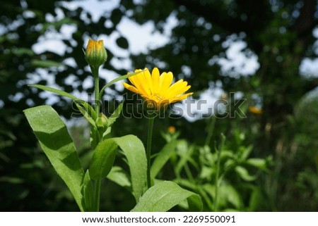  Flowers, Plants, Nature, Garden, Botanical, Floral, Wildflowers, Meadow, Blossom, calendula, Spring, Summer