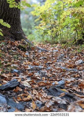 path through Forrest with fallen leaves 
