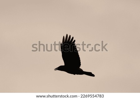 Flying raven in the air with sky background