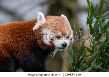 Red Panda Eating Bamboo Shoots