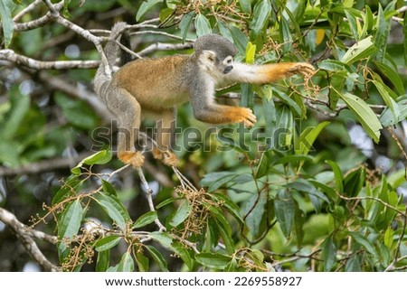 An Ecuadorian Squirrel Monkey searching for food in the trees