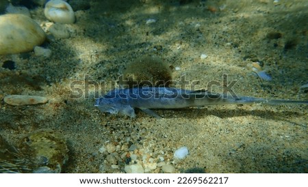 Sea snail trunculus murex or banded murex, trunk murex, banded dye-murex (Hexaplex trunculus) eating a dead pompano or derbio, silverfish (Trachinotus ovatus) undersea, Aegean Sea, Greece, Halkidiki