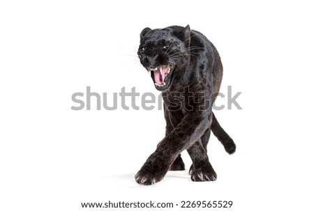 black leopard, six years old, walking towards the camera and staring at the camera showing its fangs in a threatening way, isolated on white Royalty-Free Stock Photo #2269565529