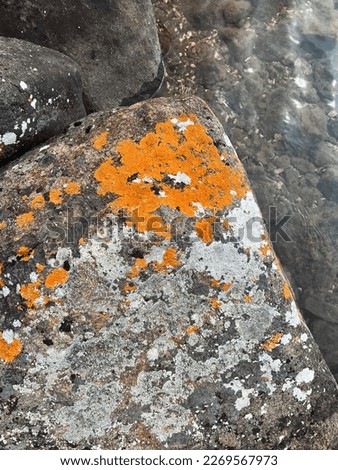 Bright orange lichen, referred to as Maritime sunburst lichen, on a large rock at the edge of Lake Superior. Located on the rocky shoreline of Lake Superior.