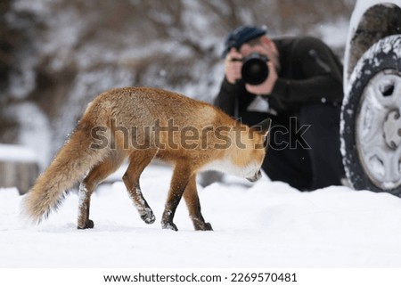 A nature photographer shooting a red fox from close distance in winter