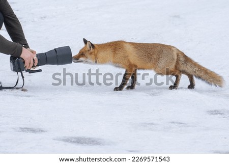 A very curious fox goes close to a photographer to check his camera and lens. Funny animals.