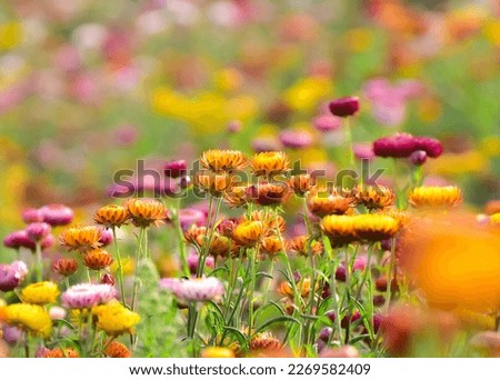 Choose soft focus, beautiful Helichrysum bracteatum, Bloomimg Straw flower in the garden with blur background