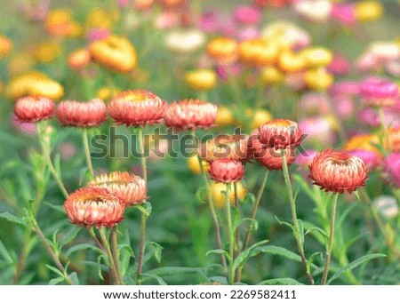 Choose soft focus, beautiful Helichrysum bracteatum, Bloomimg Straw flower in the garden with blur background