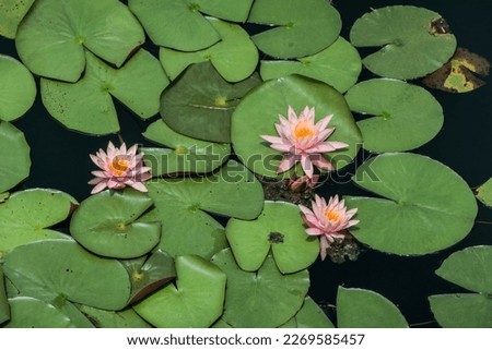 Blooming lotus and green leaves in the pond