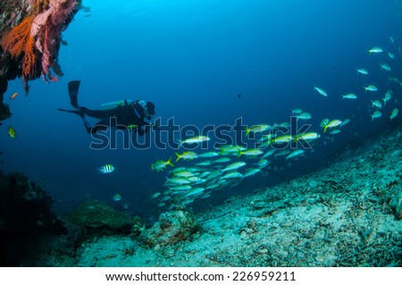 Diver and schooling narrowstripe fuslier are swimming in Gili, Lombok, Nusa Tenggara Barat, Indonesia underwater photo. Schooling narrowstripe fuslier Pterocaesio tessellata and there are damselfish