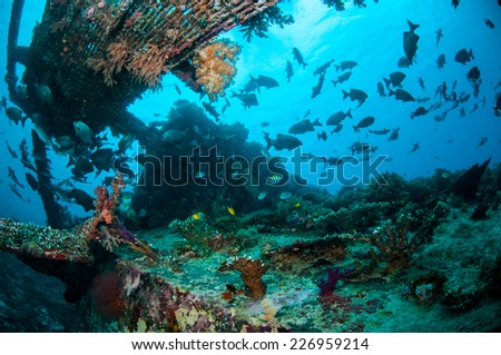 Wreck and fishes swim in Gili, Lombok, Nusa Tenggara Barat, Indonesia underwater photo. There are chubs fishes, damselfish indo-pacific sergeant Abudefduf vaigiensis