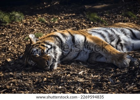 In the photo, a majestic tiger is peacefully sleeping. The photo captures the stillness of the moment, with the tiger's peaceful presence creating a sense of calm and serenity. 