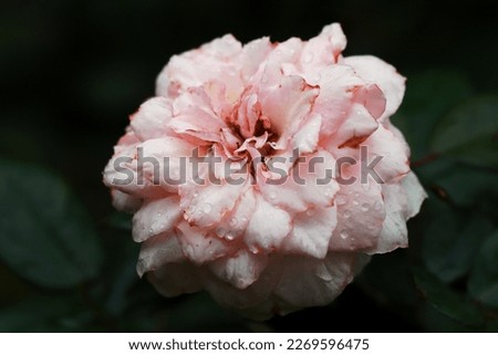 Blooming pink rose flower isolated on green dark background