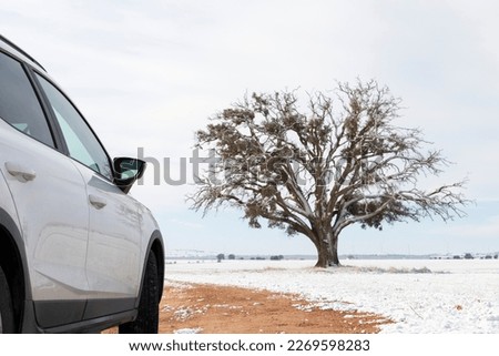 white car on a snowy road with a big tree on the side