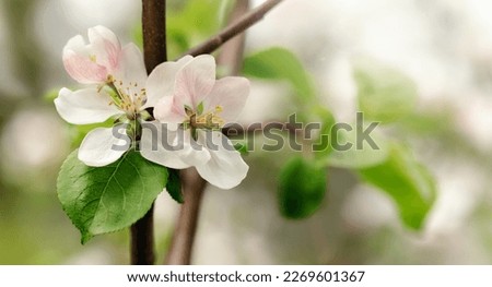 A twig of an apple tree with three blooming blossoms in the light of a spring sunburst. Horizontal photo.