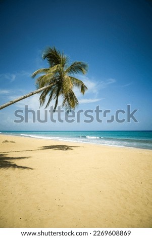 Beautiful view of sea, palms and golden sand of Playa Coson, near Las Terrenas, in the Samana Peninsula of the Dominican Republic. Tropical paradise, exotic beach destination.