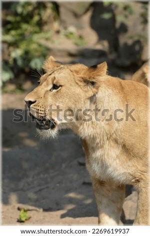 photo of a lioness seen walking