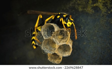 wasp making a new nest