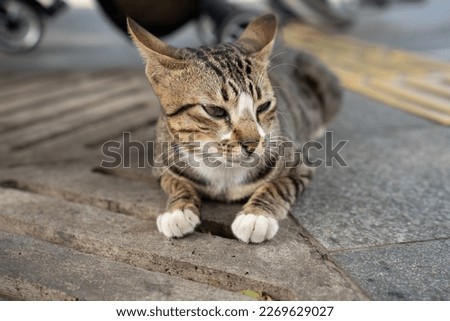 a street cat sits waiting for pedestrians to feed him