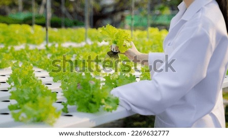 Researchers in hydroponic vegetable gardens are collecting samples to test vegetables grown from research water and examining the water used for growing hydroponic vegetables on the farm.